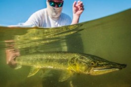 Why Untamed Angling destinations are the best choice for your jungle fly fishingtrips?