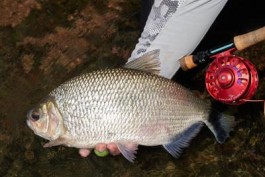 Kendjam 2022 Season Fishing Report | Week 4
