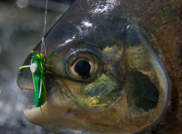 Peculiarities of Jungle Flies for the Multi-variety Species of Kendjam