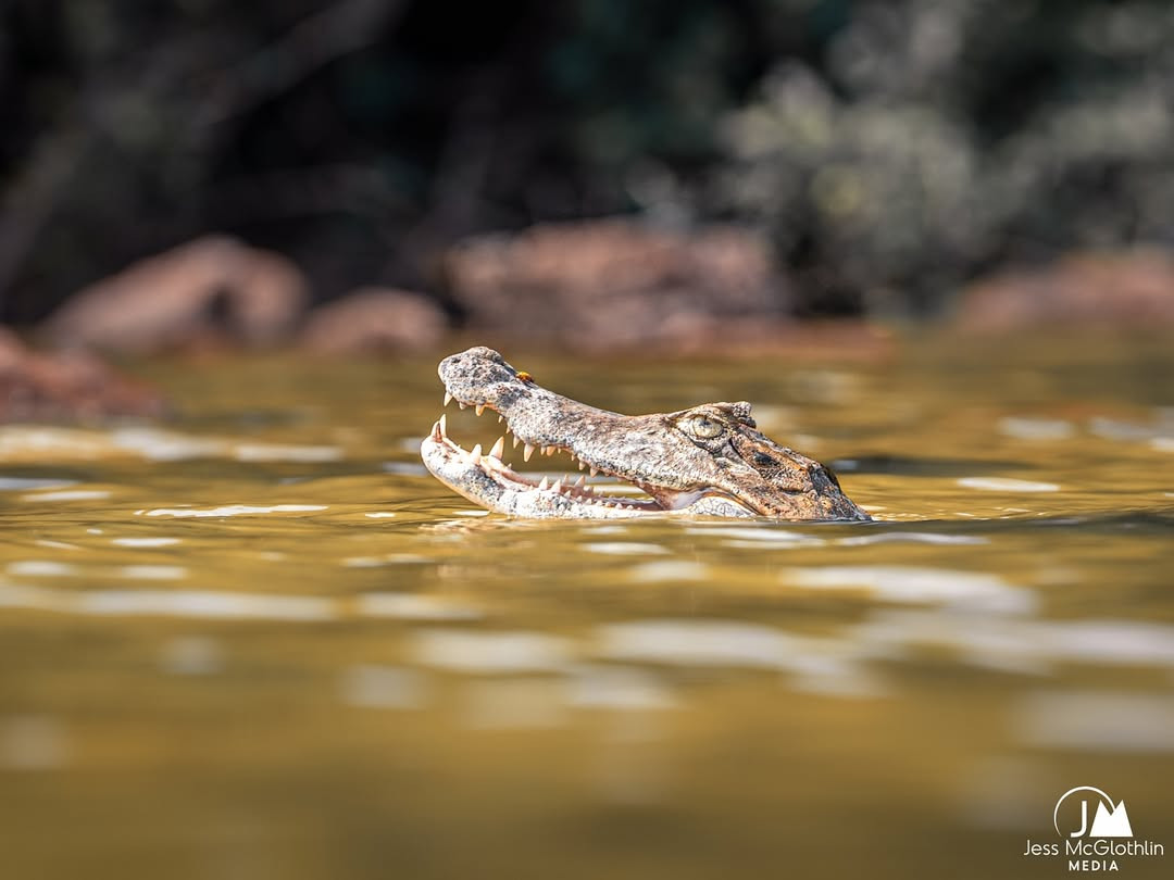 The Dry Fly Angler's Jungle Paradise | Kendjam