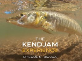The Kendjam Experience: Bicuda