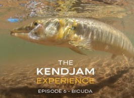 The Kendjam Experience: Bicuda