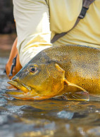 Paradise in the Brazilian Amazon