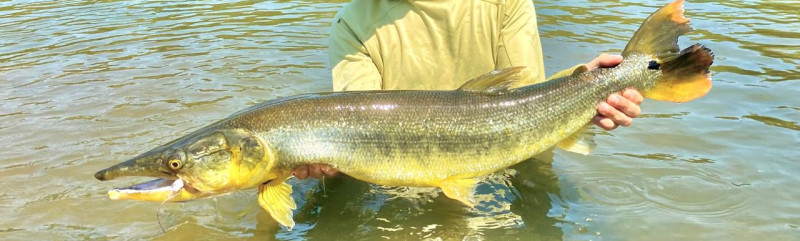 Kendjam Lodge Fishing Report Bicuda Record 2025