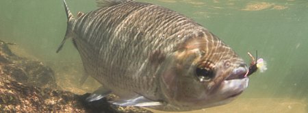 The Fishing | Kendjam