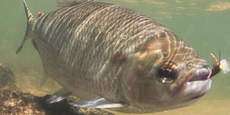 Matrixã The Fishing | Kendjam