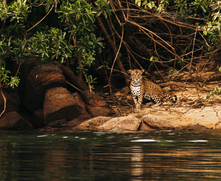 One of the most amazing wildlife environments in the Brazilian Amazon jungle.